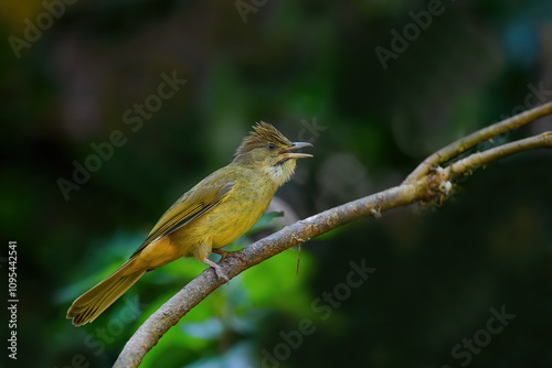 Obraz na płótnie Thailand, bird and wildlife. Ochraceous bulbul on tree branch. w salonie