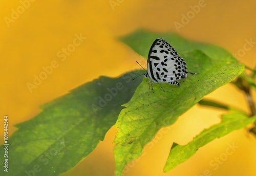 Obraz na płótnie Castalius rosimon, White butterfly with black spots w salonie