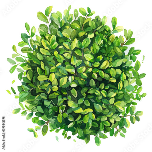 A watercolor drawing of Boxwood, isolated on a white background. Boxwood vector.