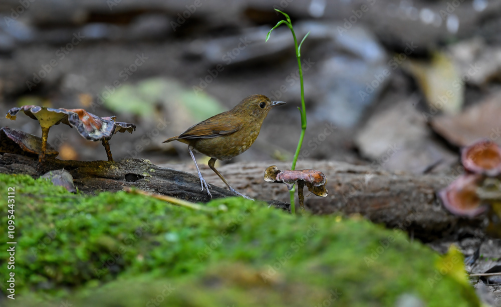 Thailand bird watching, wild life.( Lesser shortwing )
