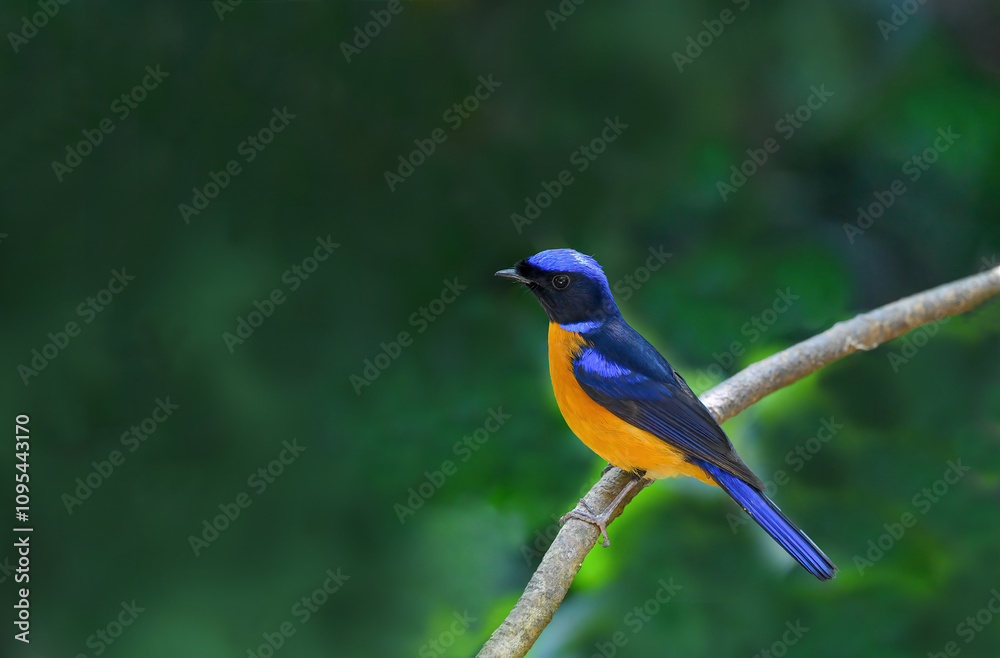 Thailand bird watching, wild life.Taiwan vivid niltava
