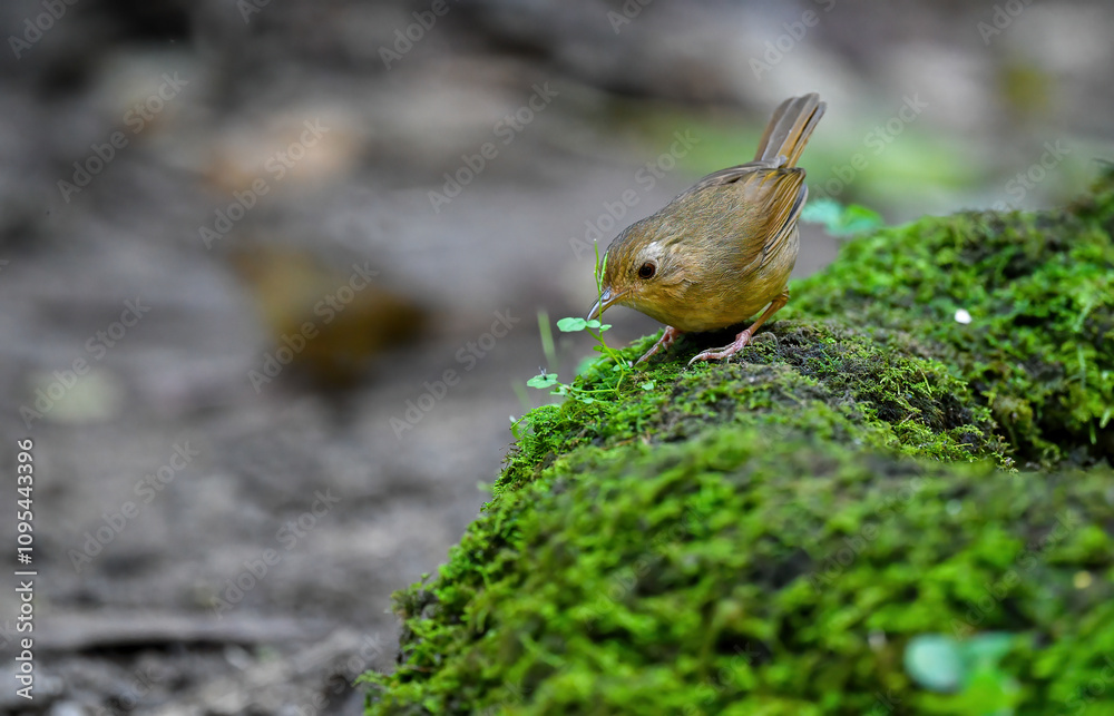 Thailand bird watching , wild wildlife .Pellorneidae