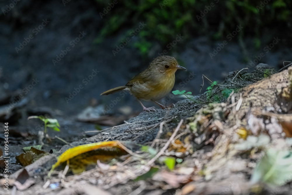 Thailand bird watching , wild wildlife .Pellorneidae