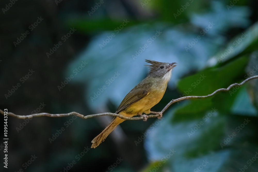 Thailand, bird and wildlife. Ochraceous bulbul on tree branch.