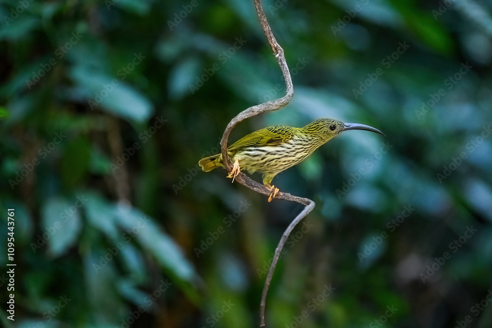 Long-billed Spiderhunter The upper body, wings and tail are greenish yellow. The neck and lower body are grayish-white. Shins and feet are bright orange.(Streaked spiderhunter )