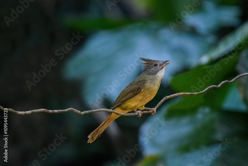 Obraz na płótnie Thailand, bird and wildlife. Ochraceous bulbul on tree branch. w salonie