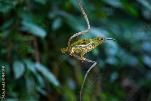 Obraz na płótnie Long-billed Spiderhunter The upper body, wings and tail are greenish yellow. The neck and lower body are grayish-white. Shins and feet are bright orange.(Streaked spiderhunter ) w salonie
