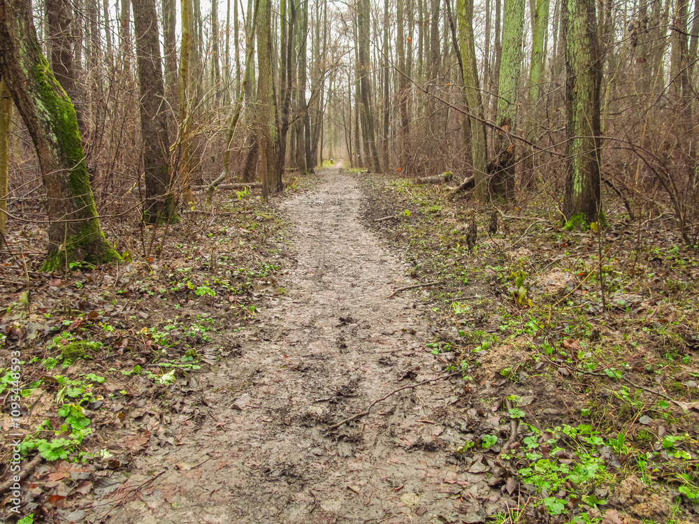 muddy path in the forest Bielanski