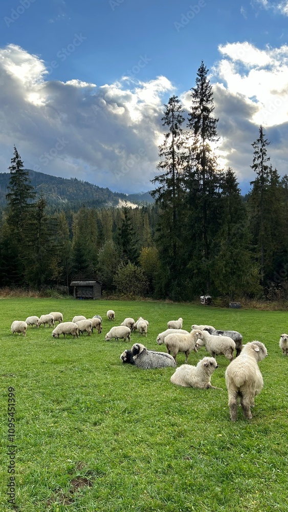 Fototapeta premium sheep in the mountains