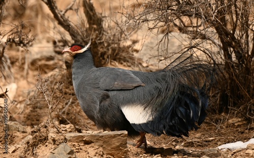 The Blue Eared Pheasant: A Jewel of the Mountains photo