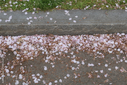 Cherry Blossum Festival, New Haven photo