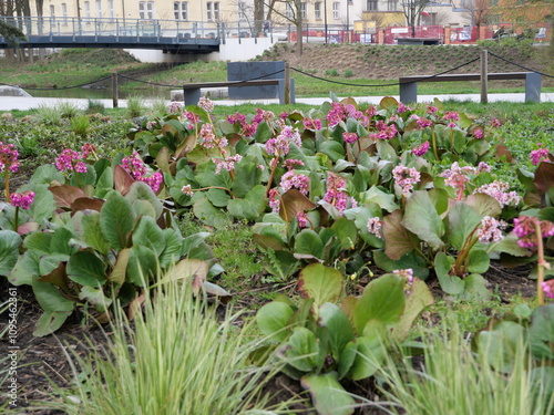 Bergenia cordifolia - urban landscaping