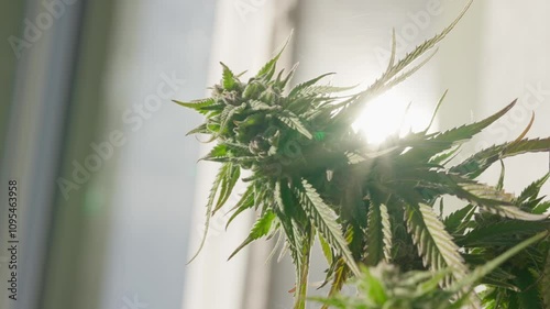 Cannabis plants thriving under the warm embrace of sunset light
