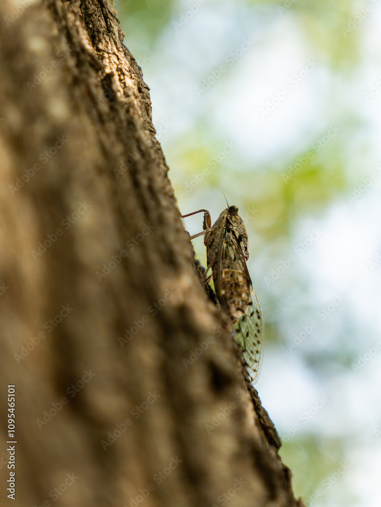 A cicada is seen climbing up a rough tree trunk in a vibrant green forest. Soft sunlight filters through the trees, creating a serene summer atmosphere.