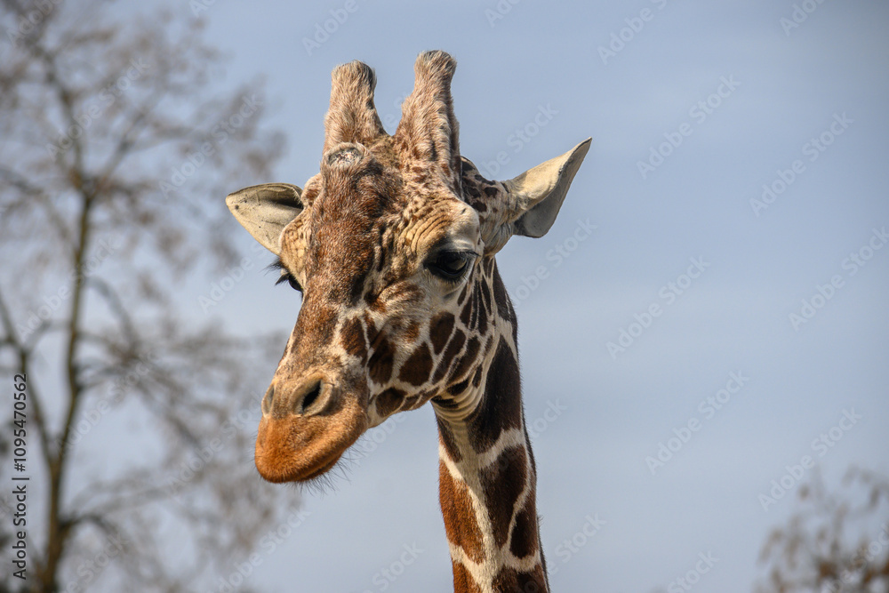 Naklejka premium portrait of a giraffe