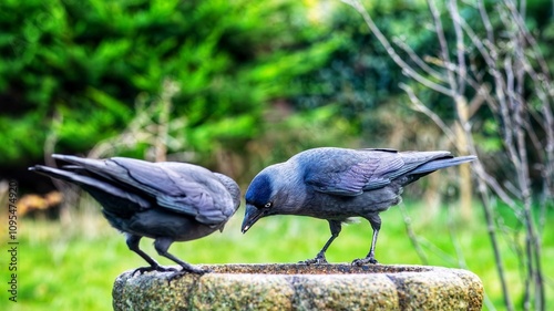 Two jackdaws perched in a garden photo