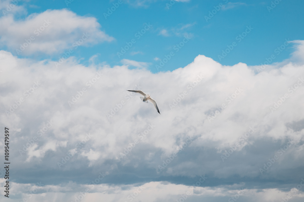 Seagull Soaring in Blue Sky with Clouds Seagull Soaring in Blue Sky with Clouds