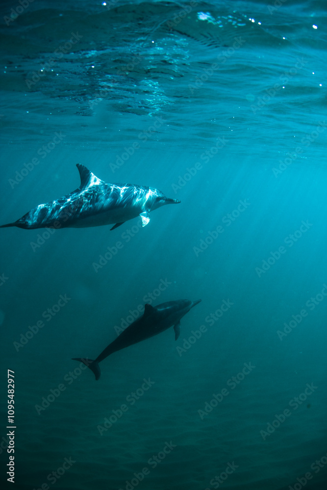 Fototapeta premium Vertical shot of beautiful dolphins swimming in ocean - underwater