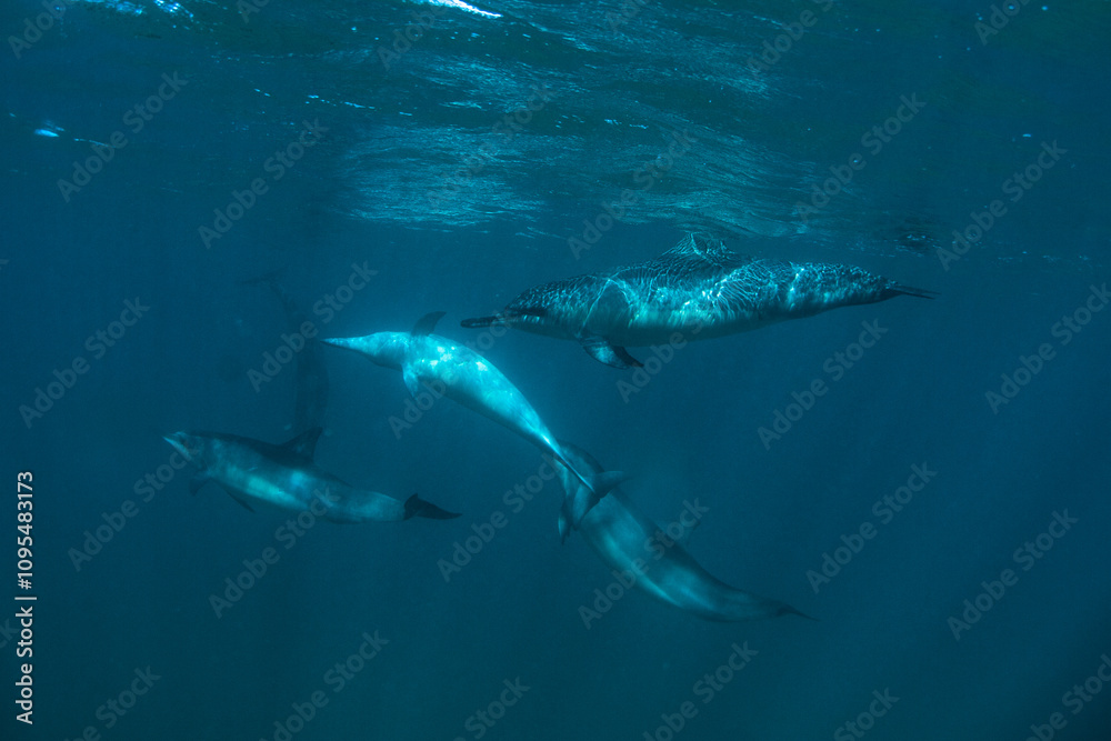 Dolphins doing tricks underwater near ocean surface Dolphins doing tricks underwater near ocean surface