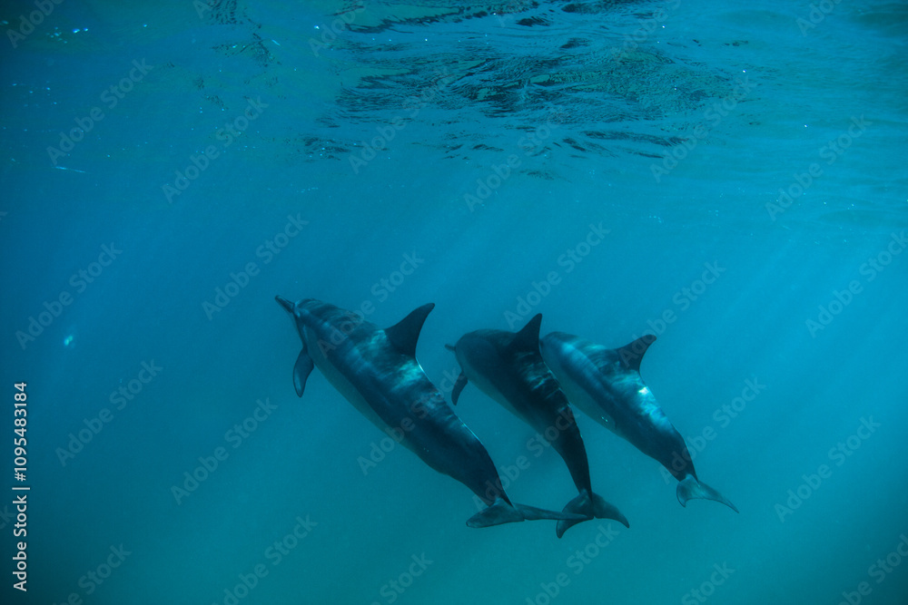 Obraz premium Three dolphins swimming in ocean together near surface - underwater shot