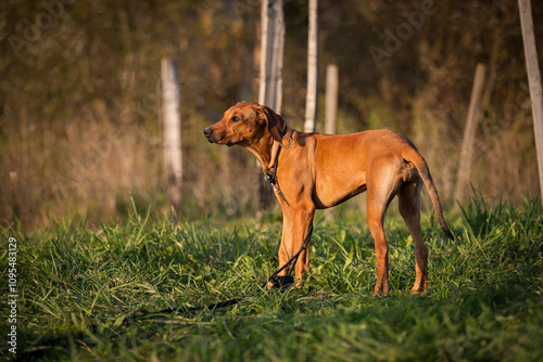 Rhodesian Ridgeback puppy, 5 month female portrait. Portrait of a purebred Rhodesian ridgeback dog in an autumn day