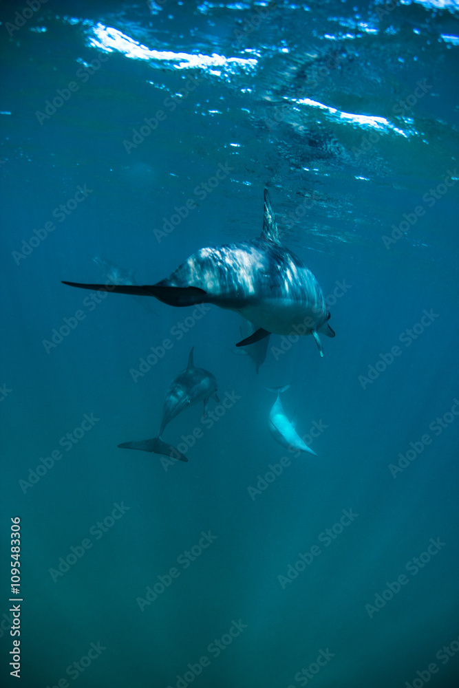 Fototapeta premium Vertical shot of dolphin beneath the surface with sunlight shining through