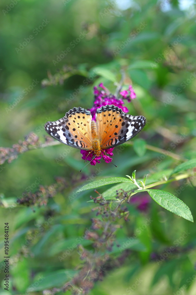 Obraz premium 花の蜜を吸うツマグロヒョウモン