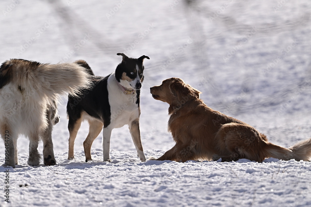 Naklejka premium three dogs playing in Snow.