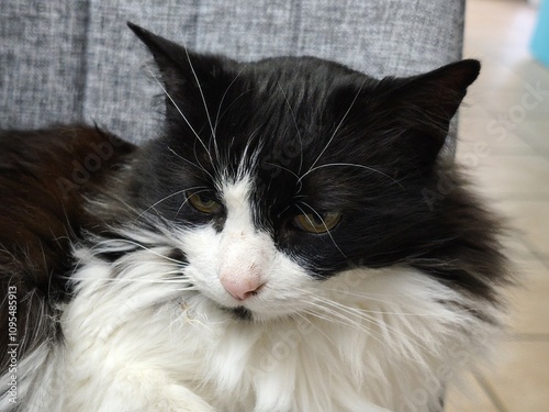 Canvastavla A Ragamuffin cat looks critically at the viewer
