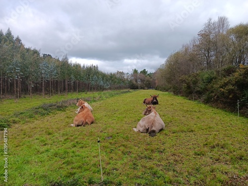 Vacas acostadas en un prado en Galicia photo