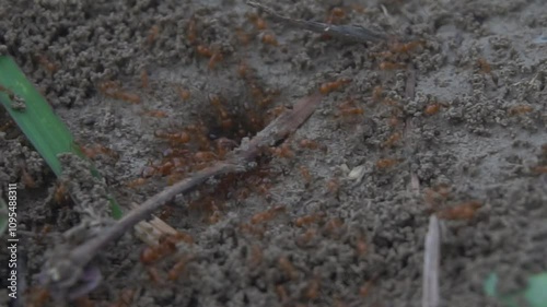 Wallpaper Mural video of a colony of red ants going in and out of a nest, a nest shaped like a hole in the ground Torontodigital.ca