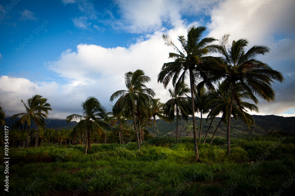 Palm trees in grassy Hawaiian field at dusk Palm trees in grassy Hawaiian field at dusk