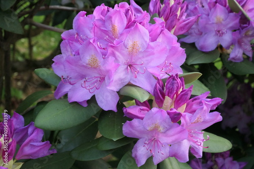 Orchid
