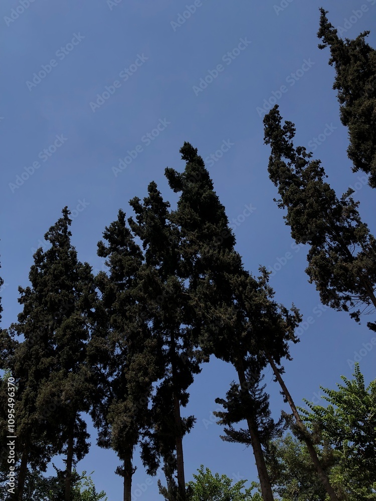 Fototapeta premium Park Trees