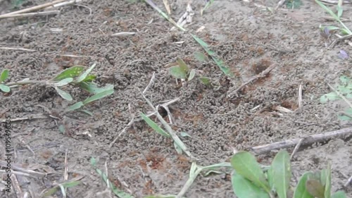 video of a colony of red ants going in and out of a nest, a nest shaped like a hole in the ground photo