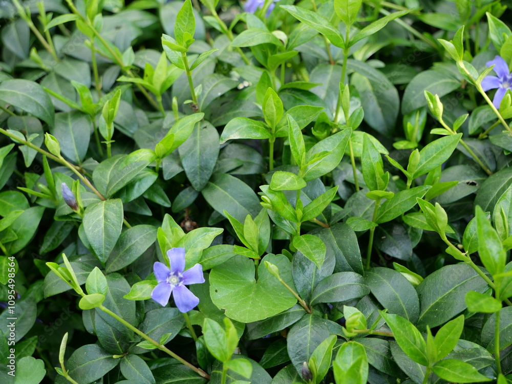 Barwinek - periwinkle groundcover Vinca minor Barwinek - periwinkle groundcover Vinca minor