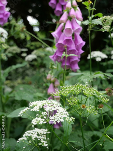 Natural garden - perennial flower bed with digitalis