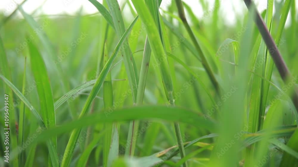 video of a ladybug perched on the grass video of a ladybug perched on the grass