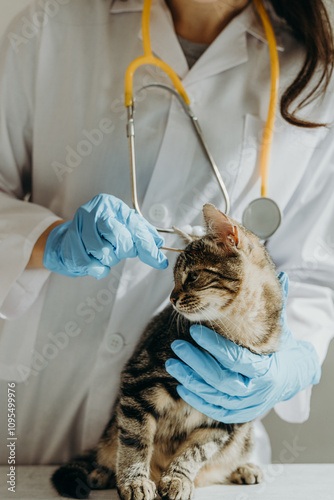 One veterinarian treats the face of a kitten with iodine in the clinic.