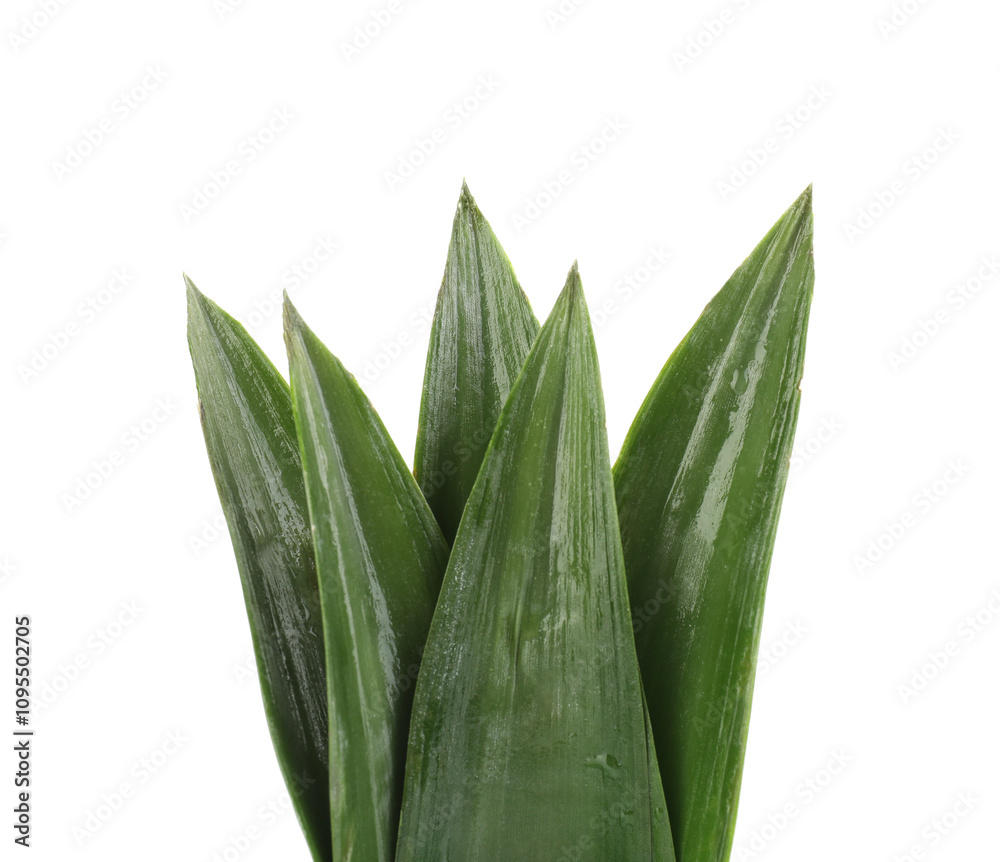 Fototapeta premium Fresh green pineapple leaves isolated on white
