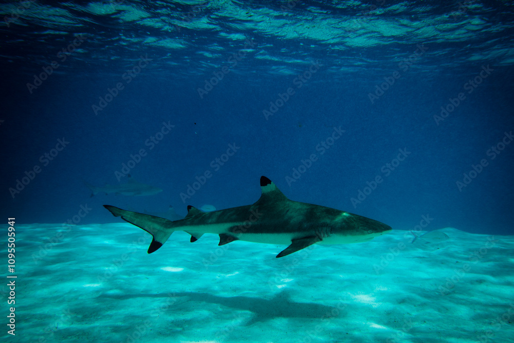 Fototapeta premium Low swimming blacktip reef shark, underwater shot