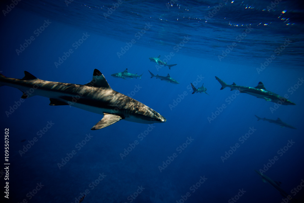Sharks swimming beneath the surface of ocean - underwater shot Sharks swimming beneath the surface of ocean - underwater shot