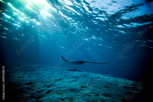 Stingray swimming near ocean bottom with sun peeking through surface above, underwater shot photo