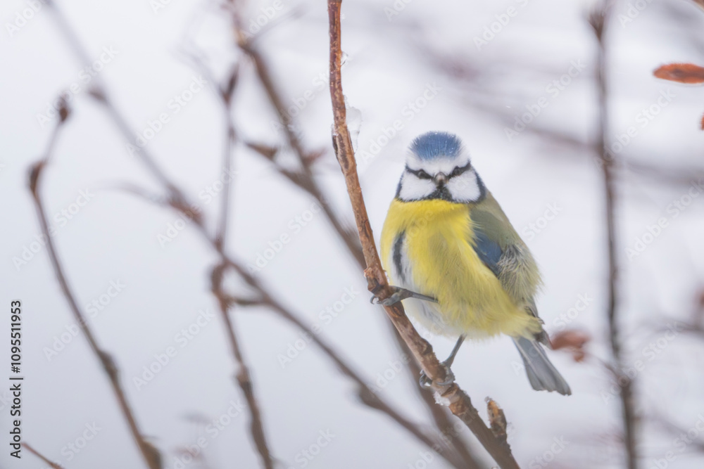 Naklejka premium The Eurasian blue tit (Cyanistes caeruleus)