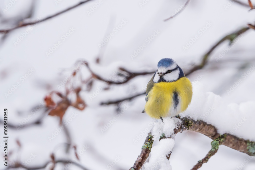 Naklejka premium The Eurasian blue tit (Cyanistes caeruleus)