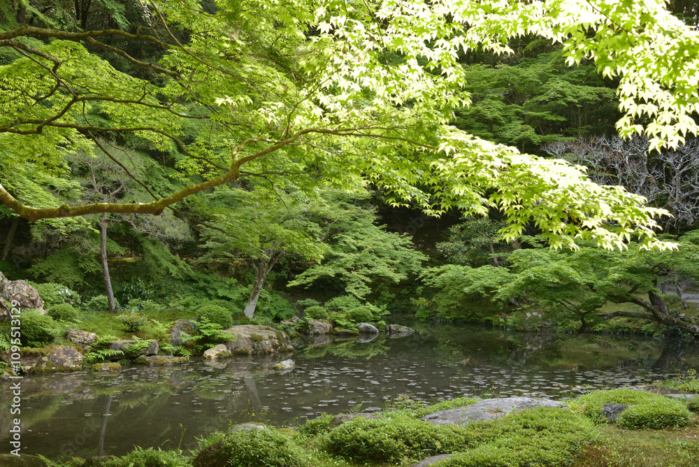 南禅寺内南禅院　曹源池　青モミジ(京都市左京区)