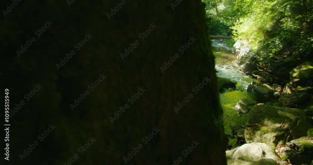 A serene sunlit forest scene with rays of light filtering through the trees, illuminating a rocky stream in a lush green environment. A serene sunlit forest scene with rays of light filtering through the trees, illuminating a rocky stream in a lush green environment.