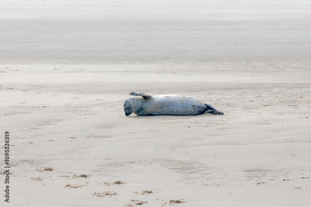Fototapeta premium Seal in its natural habitat laying on the beach and dune in Dutch north sea coastline (Noordzee) The earless phocids or true seals are one of the three main groups of mammals, Pinnipedia, Netherlands.