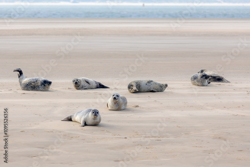 Seals in its natural habitat laying on the beach and dune in Dutch north sea coastline (Noordzee) The earless phocids or true seals are one of the three main groups of mammals, Pinnipedia, Netherlands photo