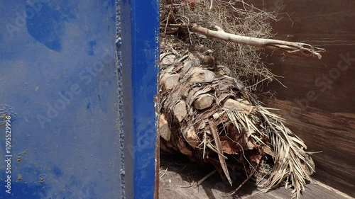 Activist opening a biomass blue container provided for free by his local council. Symbiosis between citizens and government institutions versus large timber companies that use live trees for biomass.